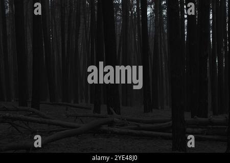 Forêt sombre et sombre malade, arbres tombés et une atmosphère de silence, bois de métal noir atmosphérique Banque D'Images