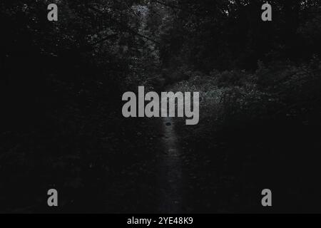 Forêt de métal noir, forêt sombre et effrayante, atmosphère sombre d'horreur, chemin sombre Banque D'Images