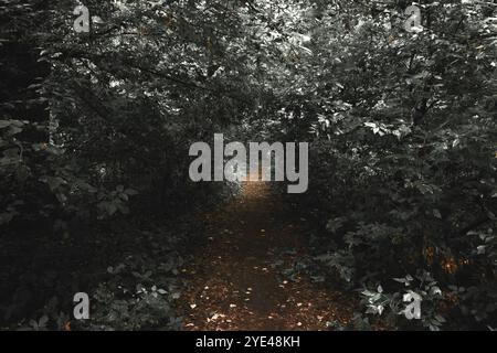 Forêt de métal noir, forêt sombre et effrayante, atmosphère sombre d'horreur, chemin sombre Banque D'Images