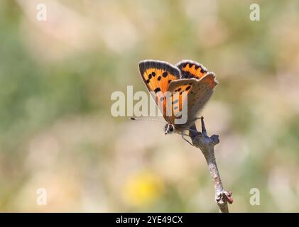Petit papillon en cuivre au repos - Lycaena phlaeas Banque D'Images