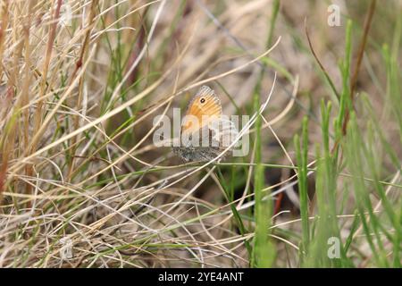 Petit papillon de Heath reposant sur l'herbe - Coenonympha pamphilus Banque D'Images