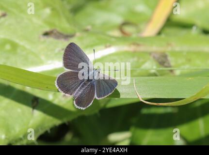 Petit mâle papillon bleu au repos avec ailes ouvertes - Cupido minimus Banque D'Images