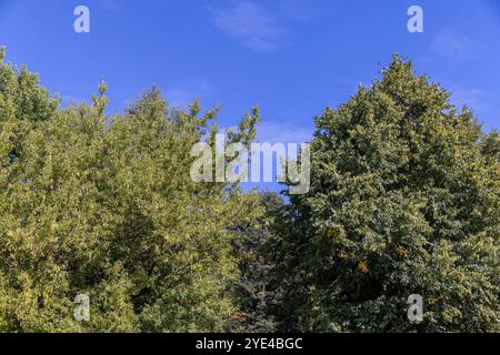 feuillage vert des arbres dans le parc en été et le ciel bleu, différents types d'arbres en été par temps ensoleillé Banque D'Images