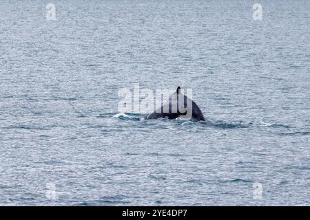 Nageoire dorsale d'une baleine à bosse, Megaptera novaeangliae, sur le point de plonger. Dans les eaux arctiques froides de la mer du Groenland, côte nord-ouest de l'Islande. Banque D'Images