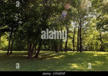 le feuillage vert des arbres dans la forêt en été et le ciel bleu, différents types d'arbres en été par temps ensoleillé Banque D'Images