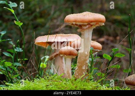 Quatre champignons miel, Armillaria ostoyae, en mousse Banque D'Images