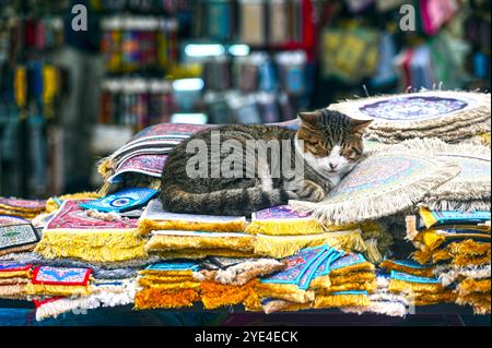 Chat mignon dormant sur pile de tapis au marché de rue en Turquie Banque D'Images