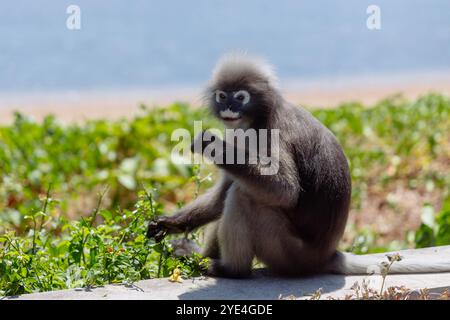 Un langur gris se détend sur le sol, entouré de plantes vertes vibrantes, comme il profite d'un après-midi tranquille dans son habitat naturel, se prélasser dans le soleil Banque D'Images