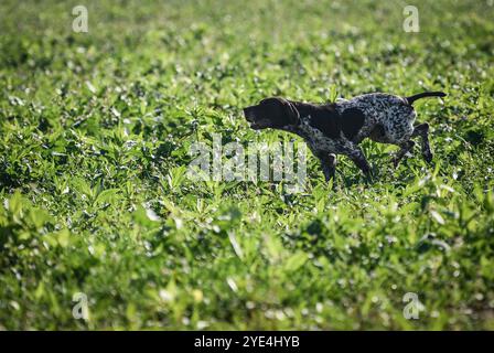 Zagreb, Croatie. 29 octobre 2024. Hunter Dog est photographié lors de la 44e édition du Championnat du monde pour les chiens pointants & Hubert Cup à Rugvica, Croatie, le 29 octobre 2024. Photo : Josip Regovic/PIXSELL crédit : Pixsell/Alamy Live News Banque D'Images