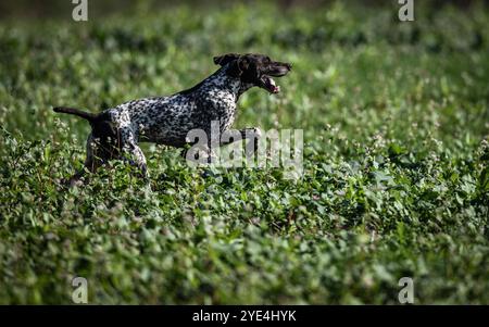 Zagreb, Croatie. 29 octobre 2024. Hunter Dog est photographié lors de la 44e édition du Championnat du monde pour les chiens pointants & Hubert Cup à Rugvica, Croatie, le 29 octobre 2024. Photo : Josip Regovic/PIXSELL crédit : Pixsell/Alamy Live News Banque D'Images