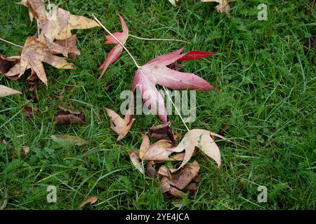 Feuilles tombées en automne sur l'herbe, Royaume-Uni Banque D'Images