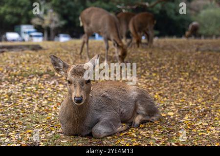 Jeune cerf reposant sur des feuilles mortes dans le parc de nara, japon Banque D'Images