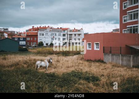 Un cheval blanc solitaire se dresse dans un champ herbeux envahi par la végétation à la périphérie d'une petite ville, entouré de bâtiments résidentiels colorés en rouge, bleu Banque D'Images