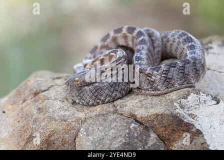 Le serpent chat d'Europe (Telescopus fallax) est un serpent coluhybride non venimeux endémique des régions méditerranéennes et du Caucase. Banque D'Images