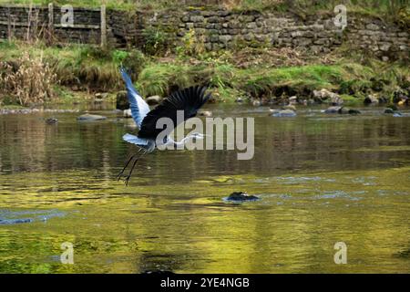 Grey Heron en vol au-dessus de l'eau peu profonde qui coule (échassier à longues pattes, bec pointu pointu et bec, ailes battues) - Yorkshire Dales, Angleterre, Royaume-Uni. Banque D'Images