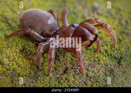 Une araignée en toile de pourpre (Atypus muralis) en mode défensif Banque D'Images