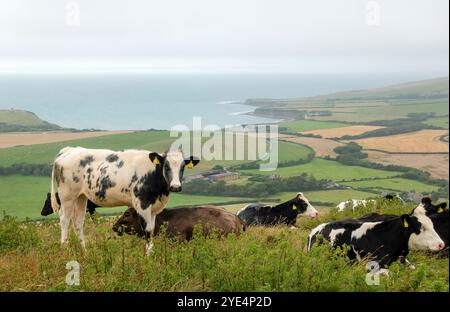 Vaches qui paissent sur Swyre Head par une journée brumeuse, montrant Kimmeridge Bay au loin à Purbeck, Dorset England, Royaume-Uni Banque D'Images