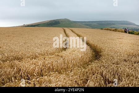 Vue à travers les champs de blé doré vers Swyre Head près de Kimmeridge Bay à Purbeck, Dorset, Angleterre, Royaume-Uni Banque D'Images