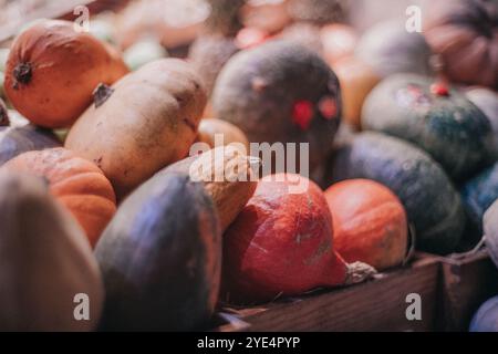 Citrouilles de différentes tailles et formes dans un marché. Image d'ambiance cinématographique. Mise en place pour Halloween Banque D'Images