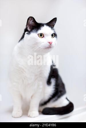 Un chat noir et blanc en surpoids avec des yeux jaunes Banque D'Images