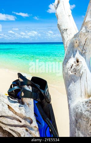 Flippers sur la rive de l'océan Indien. Maldives. Îles Maldives. Banque D'Images