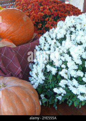 Une composition de citrouilles et de fleurs avant Halloween Banque D'Images