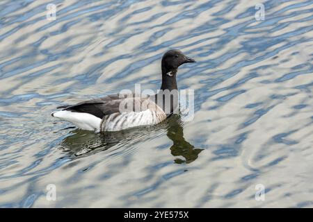 Brent Oies en vol au-dessus de Bull Island. Se nourrit de anguilles et d'algues le long des côtes. Connu pour sa migration vers les aires d'hivernage. Banque D'Images