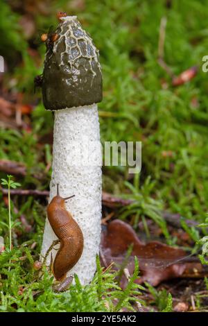 Gros plan d'un cornet rotin commun, Phallus impudicus, avec une tige blanche et une coiffe brillante vert foncé et une lug Dusky, Arion subfuscus, rampant au-dessus de l'este Banque D'Images