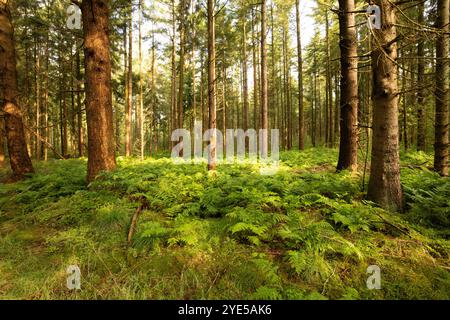 Paysage Drents forêt d'épinettes Gasselterveld foresterie Gieten-Borger pendant le lever du soleil avec une lumière chaude et sous-plantation de Bracken, Pteridium aquilinum Banque D'Images