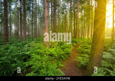 Paysage Drents Sparrenbos Gasselterveld foresterie Gieten-Borger pendant le lever du soleil avec une lumière chaude et sous-plantation de Bracken, Pteridium aquilinum et Banque D'Images
