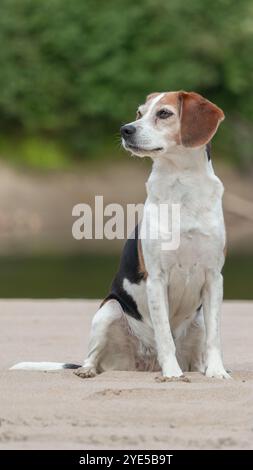Chien Beagle assis sur le sable près de la rivière et regardant la caméra Banque D'Images