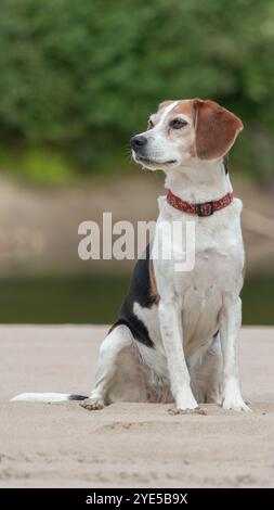 Portrait d'un chien Beagle assis sur le sable Banque D'Images