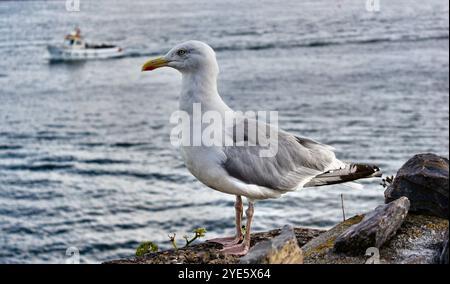 Une mouette perchée sur une falaise rocheuse surplombant l'océan avec un bateau lointain naviguant sur l'eau Banque D'Images