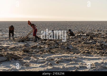 Les travailleurs du sel cassent avec des crossbars en bois les blocs de sel de la croûte de sel du lac Assale, près de Hamadela, Danakil Dépression, région d'Afar, Ethiopie Banque D'Images