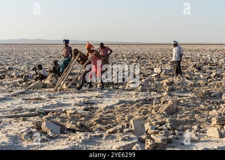 Les travailleurs du sel cassent avec des crossbars en bois les blocs de sel de la croûte de sel du lac Assale, près de Hamadela, Danakil Dépression, région d'Afar, Ethiopie Banque D'Images