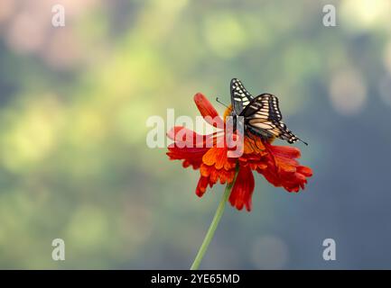 Macro d'un papillon anis à queue d'aronde (papilio zelicaon) reposant sur une fleur d'hélium rouge Banque D'Images