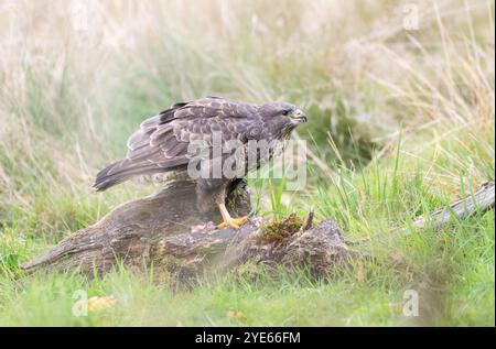 Buse variable (Buteo buteo) Banque D'Images