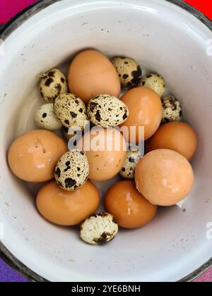 œufs de poule bruns fraîchement bouillis et œufs de caille dans une casserole, vue d'en haut Banque D'Images