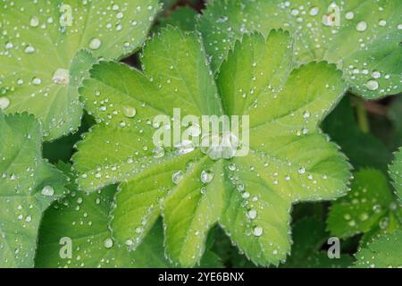 Manteau de dame commune (Alchemilla vulgaris agg..), les gouttes de rosée s'accumulent dans les lames des feuilles, Allemagne, Bavière Banque D'Images