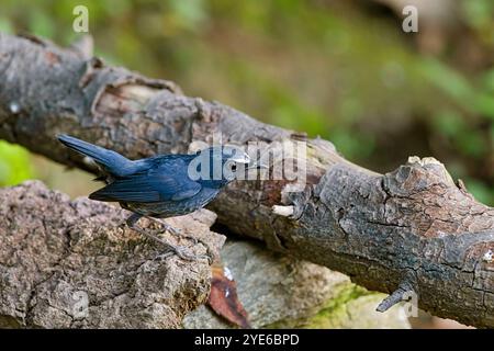 Shortwing à sourcils blancs, Shortwing bleu, Shortwing bleu himalayen (Brachypteryx cruralis), mâle assis sur une branche, Chine, Yunnan, Mont Gaoligongshan Banque D'Images