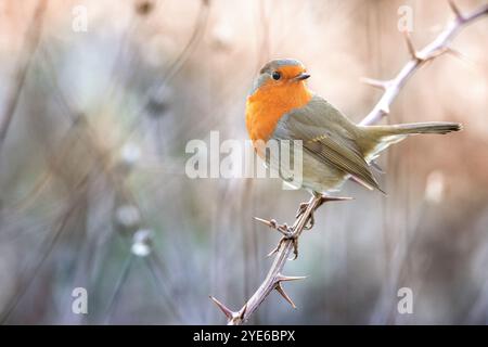 rouge-gorge européen (Erithacus rubecula), perché sur une brindille épineuse, vue de côté, Italie, Toscane, Piana fiorentina; Stagno di Pere Banque D'Images