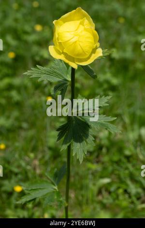 Globeflower européen, Globe Flower (Trollius europaeus), fleur, Italie, Tyrol du Sud, Dolomites Banque D'Images
