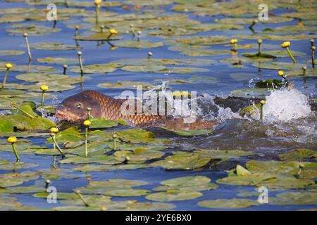 Carpe écailleuse, carpe européenne (Cyprinus carpio), carpe écailleuse frai dans un champ de roses d'étang, Allemagne Banque D'Images