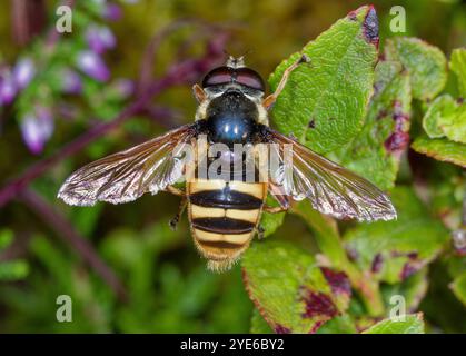 Tourbe jaune (Sericomyia silentis), assise sur une feuille, vue dorsale, Allemagne Banque D'Images