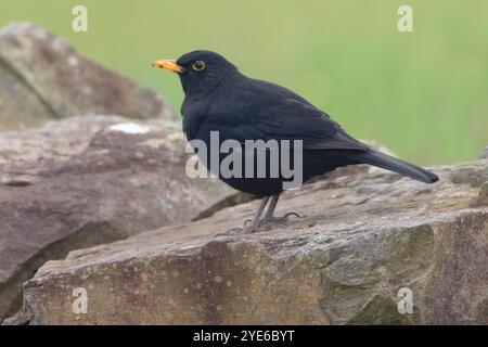 blackbird (Turdus merula), mâle perché sur un rocher, vue de côté, Açores Banque D'Images