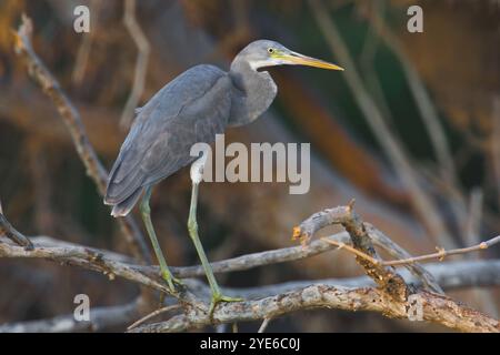 Aigrette de récif occidental, héron de récif occidental (Egretta gularis), morphe gris foncé debout sur une branche, vue de côté, Oman, Salalah Banque D'Images