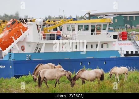 Konik Horse, Konik,Polish Konik (Equus przewalskii F. caballus), Koniks sur le pâturage sauvage sur les rives du Rhin devant un cargo, Nether Banque D'Images