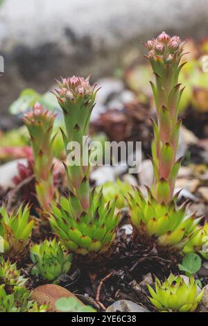 Poules et poulets, poireaux de maison, houseleek, houseleek commun (Sempervivum tectorum), en bourgeon, Allemagne Banque D'Images