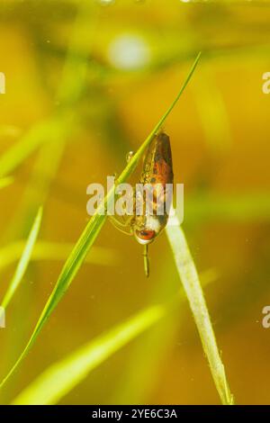 Nageurs de fond, bateliers d'eau (Notonecta maculata), cachés à l'envers sur une feuille, vue de côté, Allemagne Banque D'Images