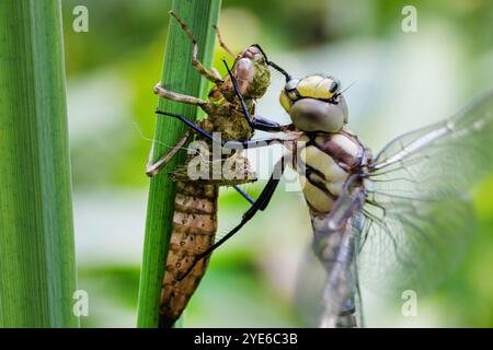 Doré bleu-vert, sud d'eshna, faucheur du sud (Aeshna cyanea), après éclosion, assis sur l'exuvia sur la feuille d'iris, Allemagne, Bavière Banque D'Images